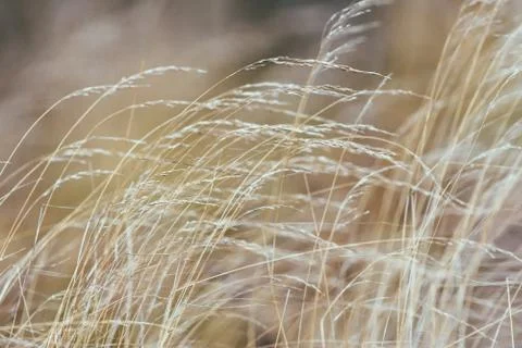 Closeup dry grass Stock Photos