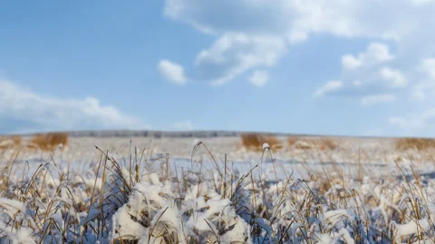Closeup dry grass in winter snowbound prairie Stock Footage 316846073