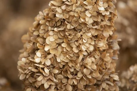 Closeup of the dry Hydrangea petals pattern. Foto stock