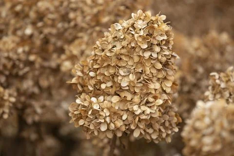 Closeup of the dry Hydrangea petals pattern. Stock Photos