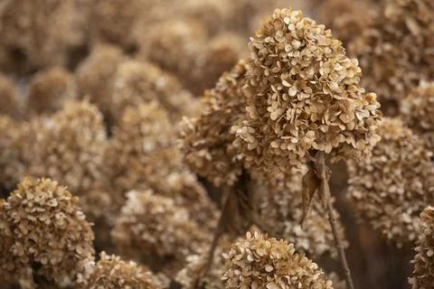 Closeup of the dry Hydrangea petals pattern. Foto stock