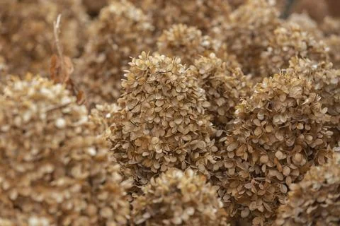 Closeup of the dry Hydrangea petals pattern. Stock Photos