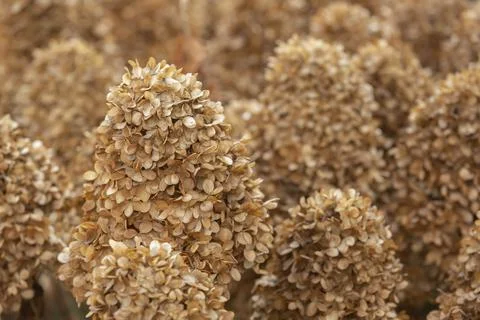 Closeup of the dry Hydrangea petals pattern. Stock Photos