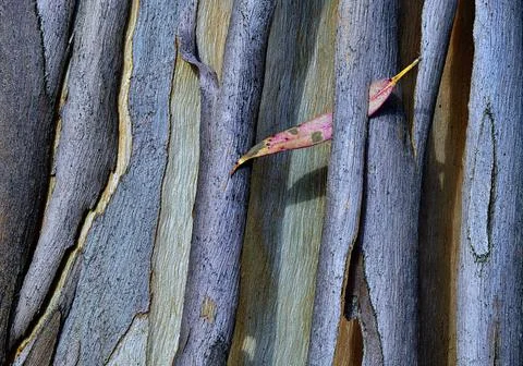 Closeup of dry leaf fallen on tree trunk in sunlight Stock Photos