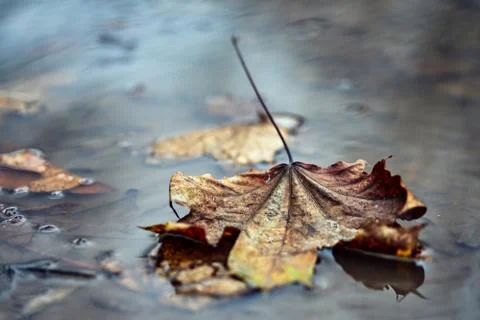 Closeup of a dry leaf floating in a puddle on a cloudy autumn day. Stock Photos