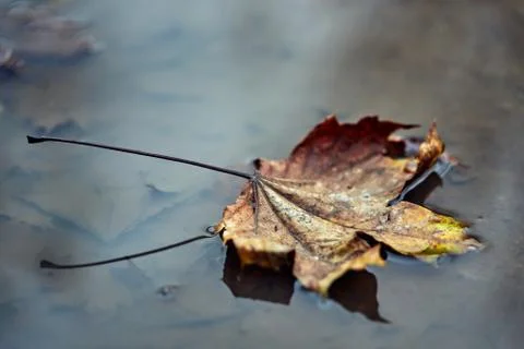 Closeup of a dry leaf floating in a puddle on a cloudy autumn day. Stock Photos