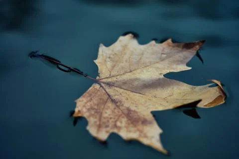 Closeup of a dry leaf floating in a puddle on a cloudy autumn day. Stock Photos