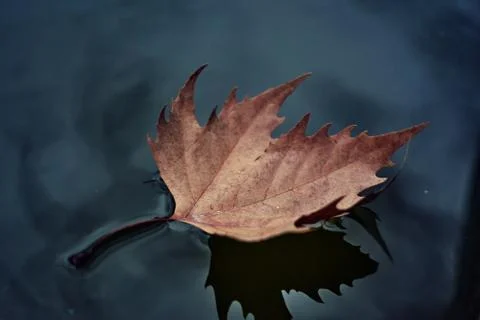 Closeup of a dry leaf floating in a puddle on a cloudy autumn day. Stock Photos