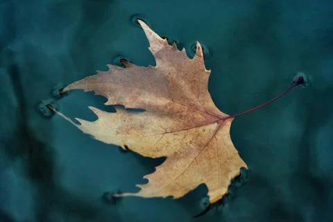 Closeup of a dry leaf floating in a puddle on a cloudy autumn day. Stock Photos