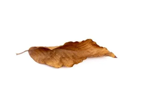 Closeup dry leaf isolated on white background Stock Photos