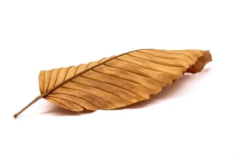 Closeup dry leaf isolated on white background Stock Photos