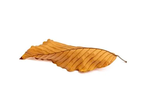 Closeup dry leaf isolated on white background Stock Photos
