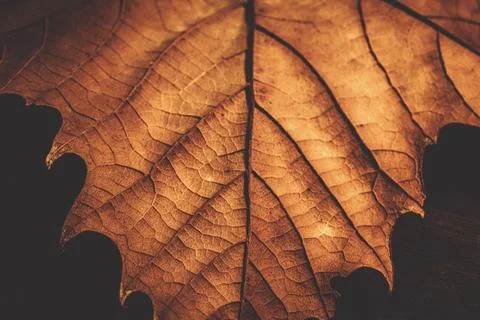 Closeup of a dry maple leaf. Autumn leaf detail. Stock Photos
