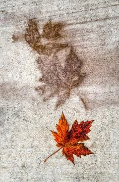 Closeup of a dry maple leaf on concrete 写真素材