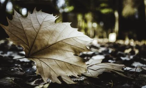 A closeup of a dry maple leaf on the ground under the sunlight with a blurry  Stock Photos