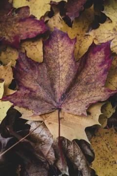 A closeup of dry maple tree leaf on the ground under the sunlight during the  스톡 사진