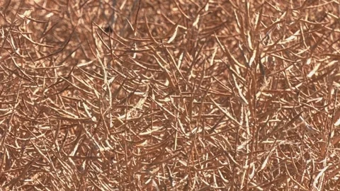 Closeup of dry rapeseed pods in the field. Video stock 321829410