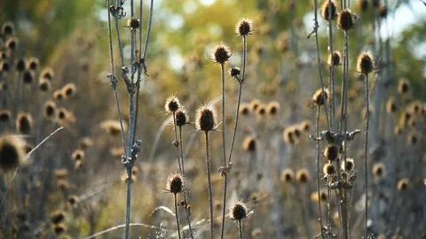 Closeup of dry thistle swaying in the wind. Wild reed flower landscape at sunset Stock Footage 128650720