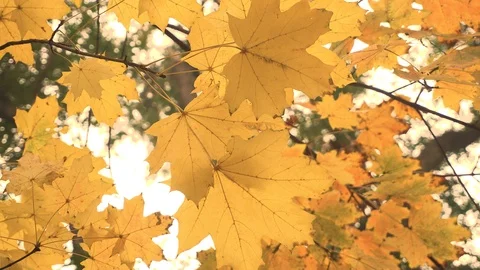 Closeup of dry yellow maple leaf. Autumn theme, single dry leafs of maple Stock Footage 119386201