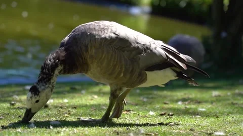 Closeup of duck eating things on the grass nearby lake while the camera follo Stock Footage 141552853