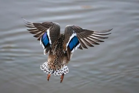 Closeup of duck flying back view Stock Photos