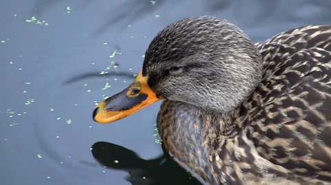 Closeup of Duck Vídeo Stock 39582074