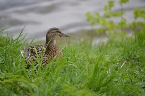 Closeup of a duck in the grass Stock Photos