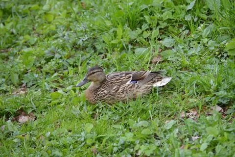 Closeup of a duck in the grass Stock Photos
