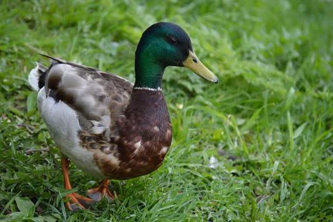 Closeup of a duck in the grass Stock Photos