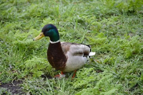 Closeup of a duck in the grass Stock Photos