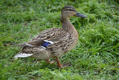 Closeup of a duck in the grass Stock Photos