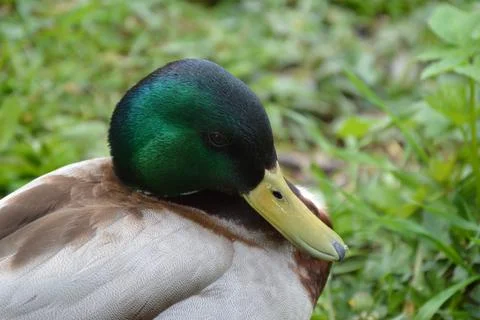 Closeup of a duck in the grass Stock Photos