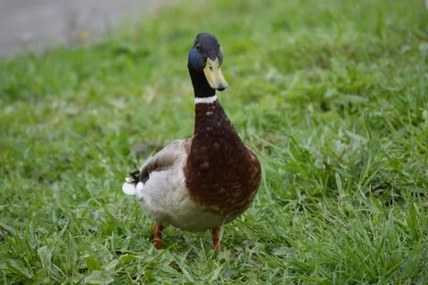Closeup of a duck in the grass Stock Photos