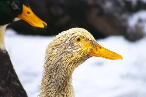 Closeup duck in the snow, winter Stock Photos