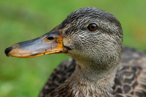 Closeup of a ducks head. Stockfoto's