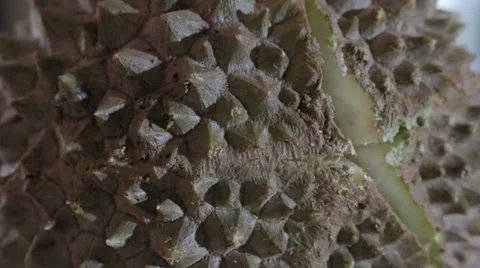 Closeup on Durian Fruit Being Opened Stock Footage 34663985