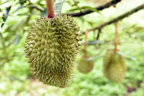 Closeup, Durian fruit on the tree Stock Photos
