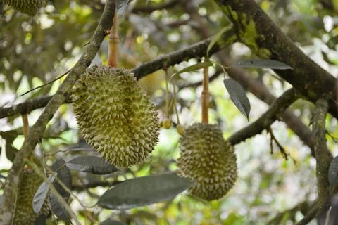 Closeup, Durian fruit on the tree Stock Photos