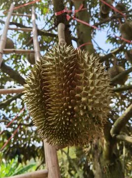 Closeup, Durian fruit on the tree Stock Photos