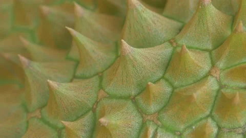 Closeup of durian sharp thorn Stock Footage 185915590