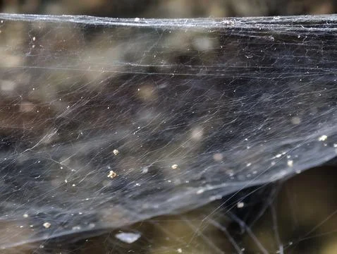 Closeup of dust-covered spider web stretched across outdoor background Stock Photos