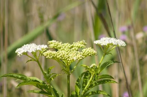 Closeup of dwarf elder flower with selective focus on foreground Foto stock