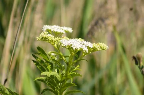 Closeup of dwarf elder flowers with selective focus on foreground Foto stock