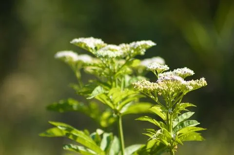 Closeup of dwarf elder inflorescence with dark blurred background Stock Photos