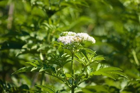 Closeup of dwarf elder inflorescence with selective focus on foreground Stock Photos