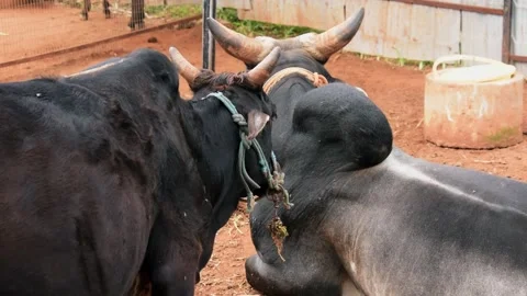 Closeup of dwarf Indian cows on a farm. Stock Footage 341347819