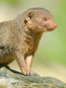 Closeup dwarf mongoose Stock Photos