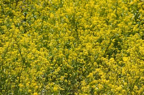 Closeup of dyer's woad flowerbed with selective focus on foreground Stock Photos