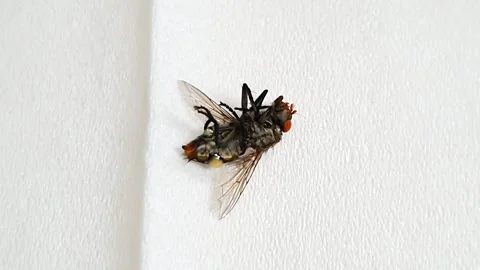 Closeup of a dying house fly or flesh fly on a white tissue. isolated white.. Video stock 291695085