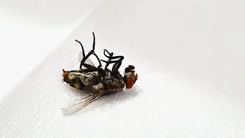 Closeup of a dying house fly or flesh fly on a white tissue. isolated white.. Stock Footage 291695120